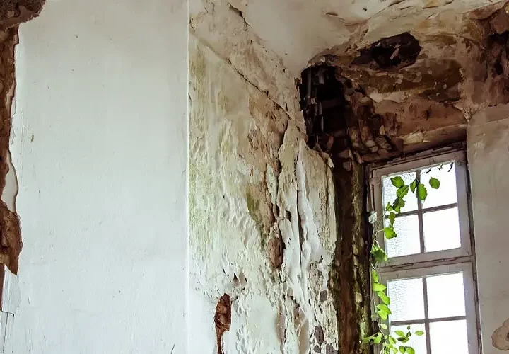 Jak się pozbyć grzyba ze ściany?