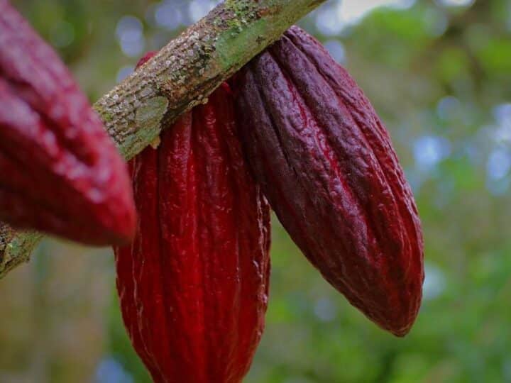 Sekrety Ceny Proszku Kakaowego: Od Ziarna Najwyższej Jakości Po Proces Przetwarzania