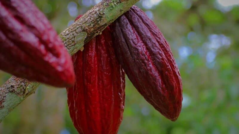 Sekrety Ceny Proszku Kakaowego: Od Ziarna Najwyższej Jakości Po Proces Przetwarzania